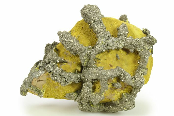 Golden Pyrite on Limonite Clay - Pakistan #283738